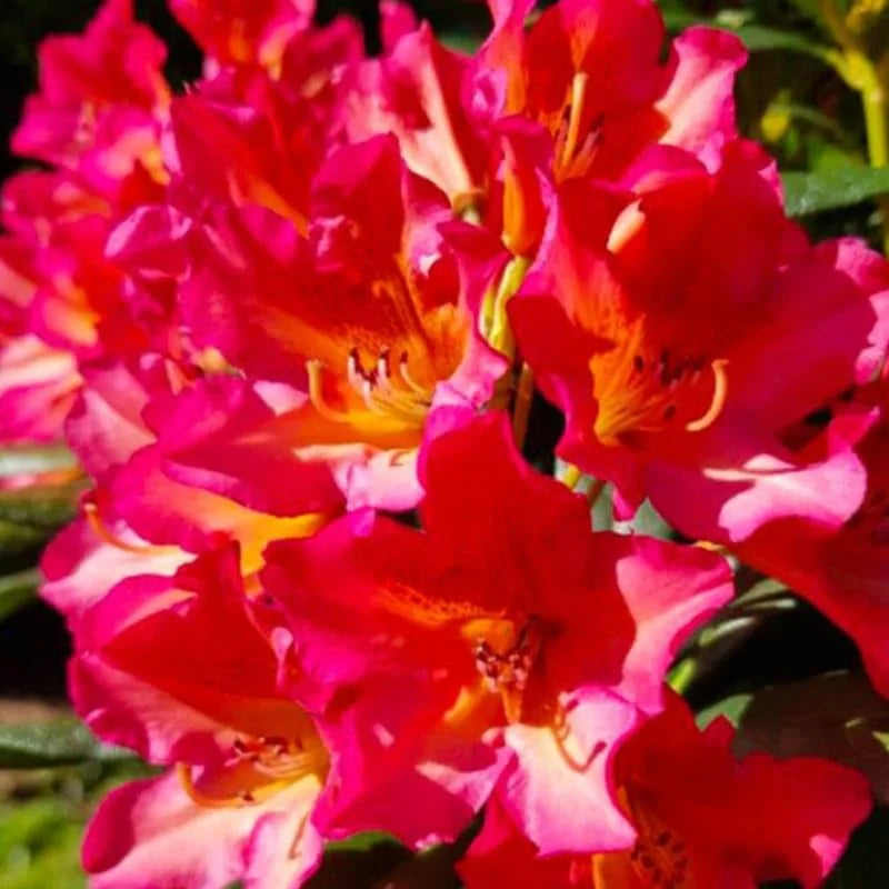 Reddish-Orange Rhododendron Live Plant - Fragrant Azalea Bush for Outdoor Planting