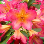 Reddish-Orange Rhododendron Live Plant - Fragrant Azalea Bush for Outdoor Planting