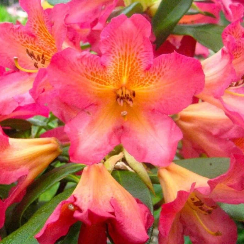 Reddish-Orange Rhododendron Live Plant - Fragrant Azalea Bush for Outdoor Planting
