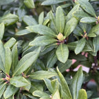 Reddish-Orange Rhododendron Live Plant - Fragrant Azalea Bush for Outdoor Planting