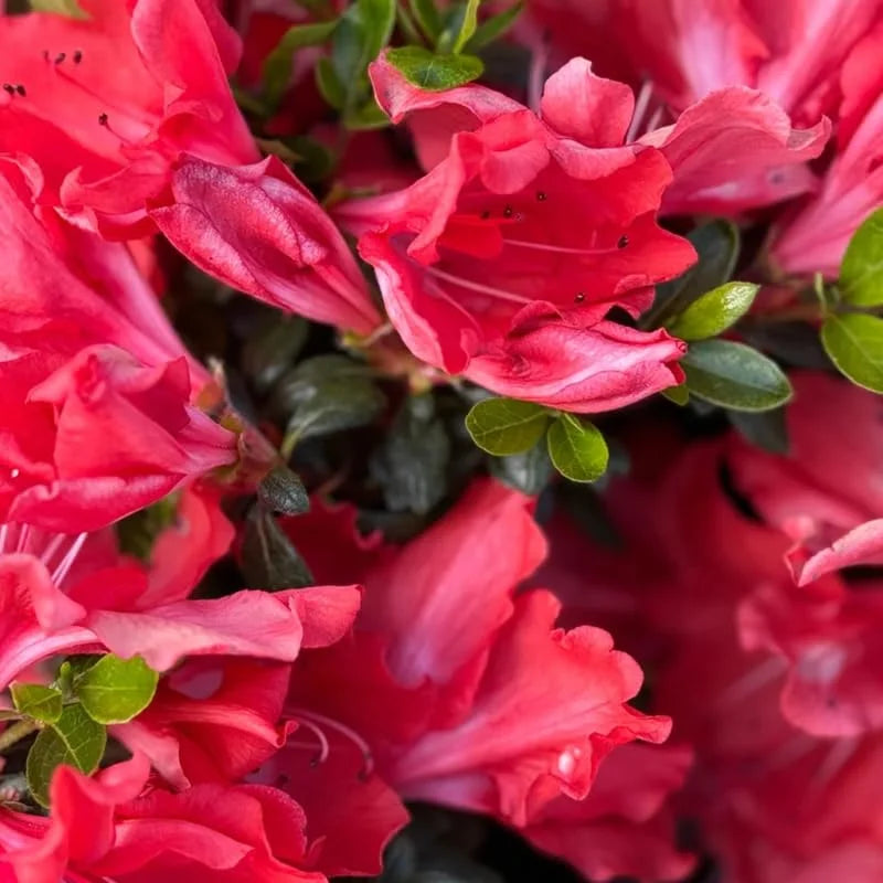 Rhododendron Azalea Bush Shrub Tree Plant - 1-2 Year Old - Vibrant Red Pink Live In Pot
