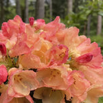 Rhododendron Azalea Bush Shrub Tree Plant - 1-2 Yrs Old - Peach, Yellow, Orange, Reddish-Pink Flowers