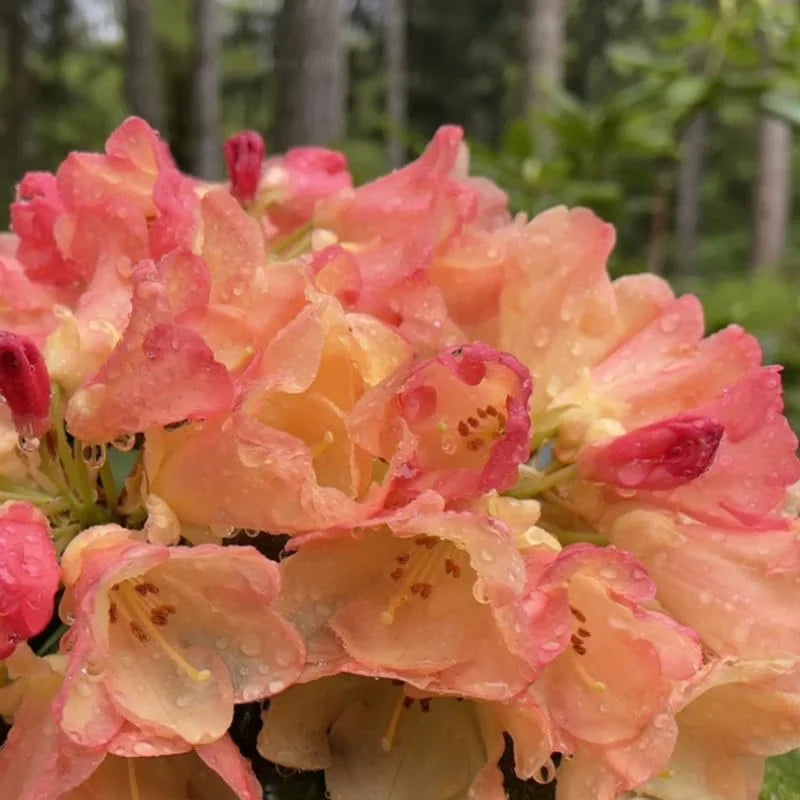 Rhododendron Azalea Bush Shrub Tree Plant - 1-2 Yrs Old - Peach, Yellow, Orange, Reddish-Pink Flowers