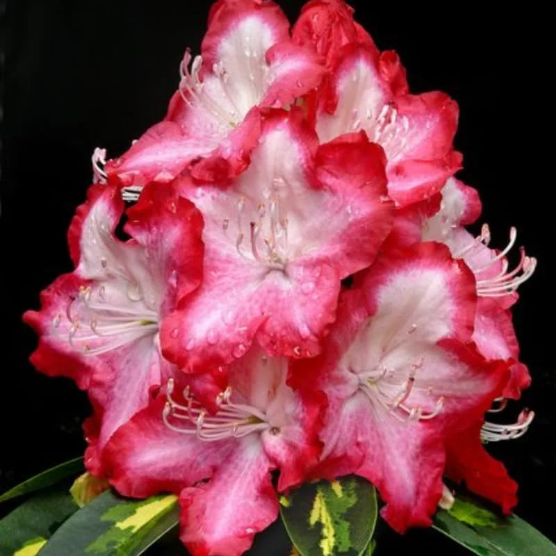 Rhododendron Plant - 1-2 Year Old Azalea Bush Shrub - Red &amp; White Blooms