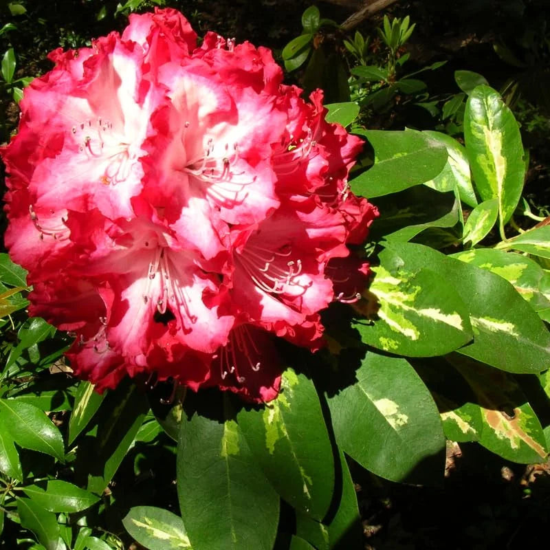 Rhododendron Plant - 1-2 Year Old Azalea Bush Shrub - Red &amp; White Blooms