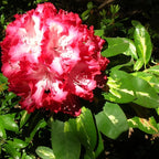 Rhododendron Plant - 1-2 Year Old Azalea Bush Shrub - Red &amp; White Blooms