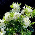 Rhododendron Plant 1-2 Year Old Azalea Shrub White Live In Pot