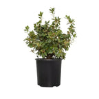 Rhododendron Plant - Black Purple Azalea Bush Shrub - 1-2 Year Old Live Plant