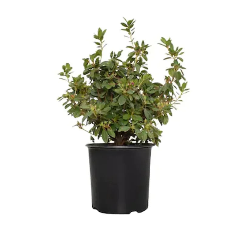 Rhododendron Plant - 1-2 Year Old Azalea Bush Shrub - Red &amp; White Blooms