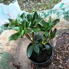 Rhododendron Plant 1-2 Yr Old Live Azalea Bush Shrub Tree Orange-Red Blossoms
