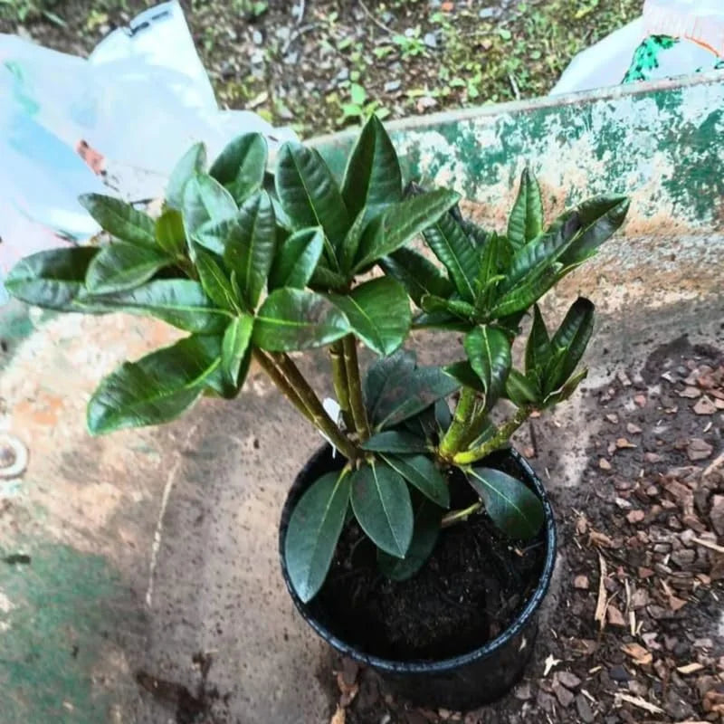 Rhododendron Plant Live in Pot - 1-2 Yrs Old Azalea Bush Shrub Tree - Vibrant Orange