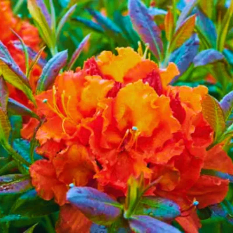 Rhododendron Plant 1-2 Yr Old Live Azalea Bush Shrub Tree Orange-Red Blossoms
