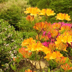 Rhododendron Plant Live in Pot - 1-2 Yrs Old Azalea Bush Shrub Tree - Vibrant Orange