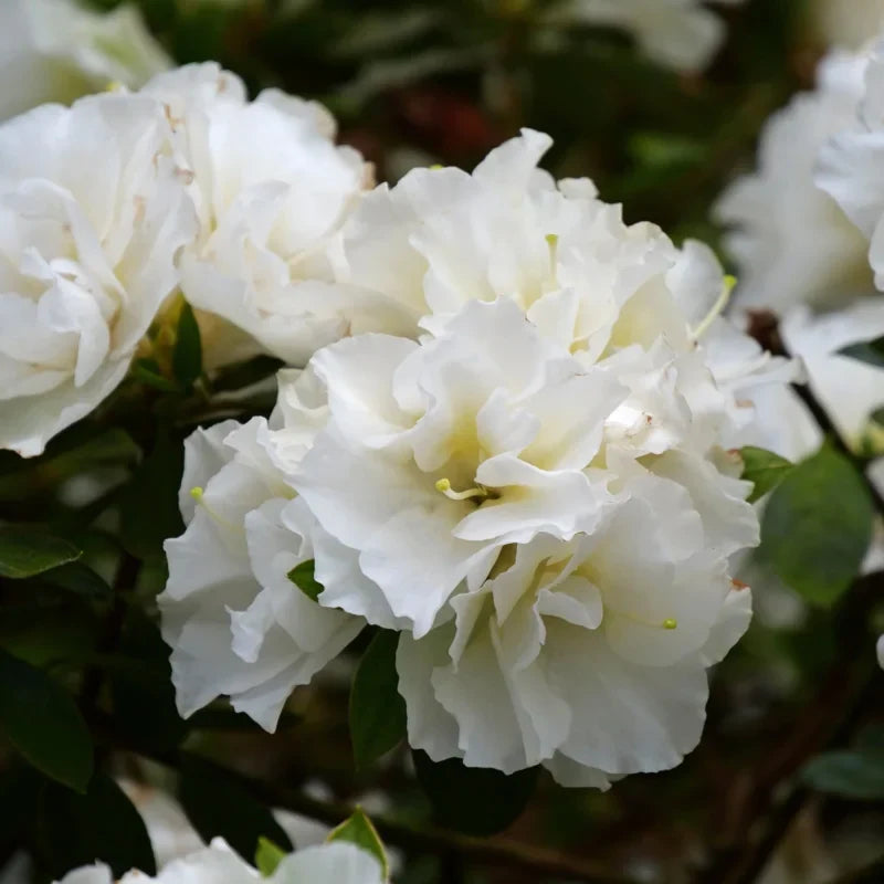 White Azaleas Rhododendron, 9 to 12 Inch Tall in Pot