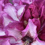 Rich Purple Rhododendron Live Plant Shrubs - Fragrant Azalea Bushes Ready To Plant