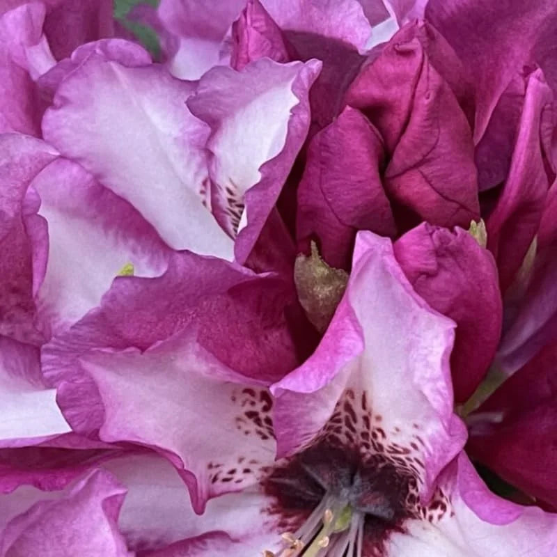 Rich Purple Rhododendron Live Plant Shrubs - Fragrant Azalea Bushes Ready To Plant