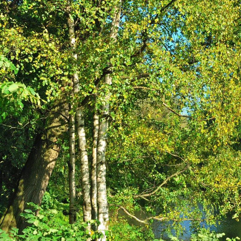 River Birch Tree, Live White Birch Tree 12 To 16 Inches Tall In Pot, River Birch Tree Live Plant, Outdoor Tree Live Plant