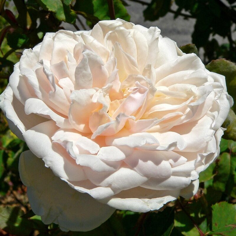 Vine Climbing Rose Plant Live