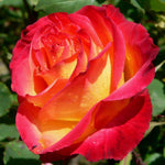 Perfect Moment Rose Bush
