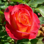 Set 2 Perfect Moment Rose Plants Live, No Pot, 5-9" Tall