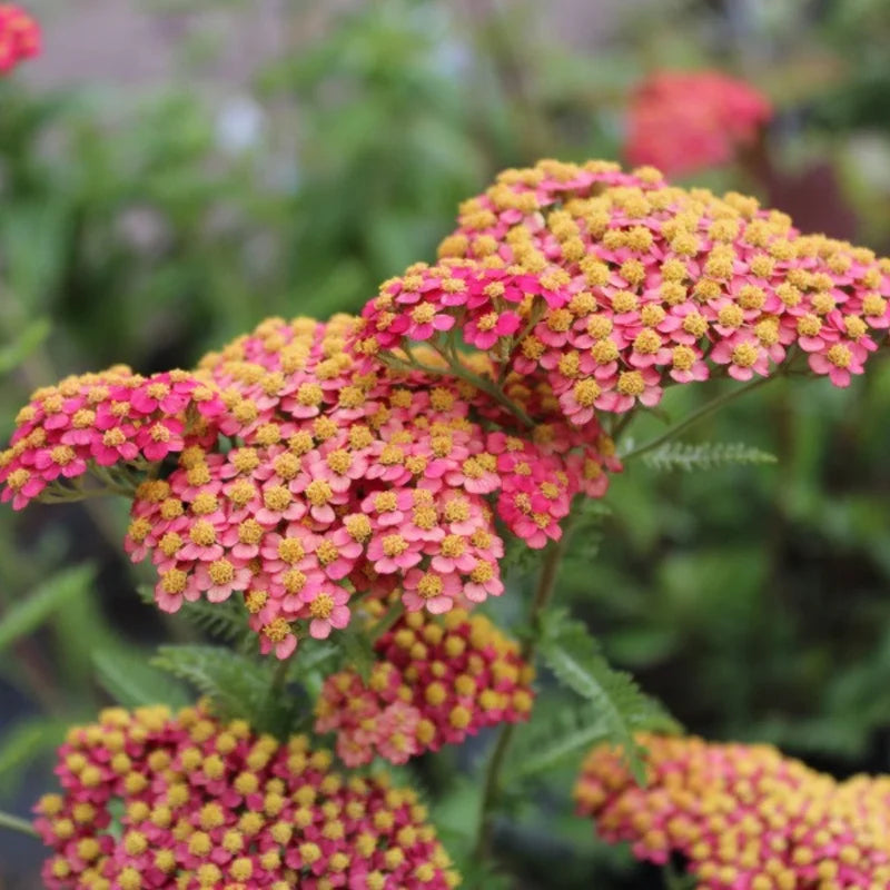 Rose Achillea Yarrow Plant - Gal Pot - Flowering Perennial
