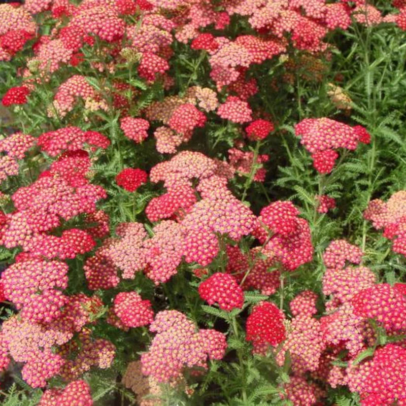 Rose Achillea Yarrow Plant - Gal Pot - Flowering Perennial