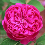 Rose De Rescht Rose Plant Live