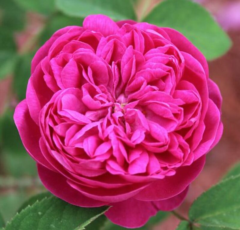 Rose De Rescht Rose Bush