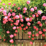 Rose Plant Live, Rose Bushes Ready To Plant, Fragrant Rose Flower, 5-9 Inc Tall, Well Rooted, No Pot, Rose Blooms