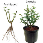 Rose Plant Live, Rose Bushes Ready To Plant, Fragrant Rose Flower, 5-9 Inc Tall, Well Rooted, No Pot, Rose Blooms
