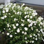 Rose of Sharon Live Plant - Althea Hibiscus in 4-Inch Pot for Colorful Garden Flowers