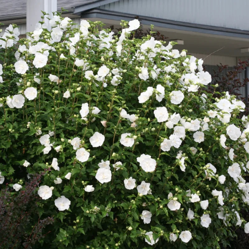 Rose of Sharon Live Plant - Althea Hibiscus in 4-Inch Pot for Colorful Garden Flowers