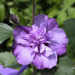 Rose of Sharon Live Plant - Althea Hibiscus in 4-Inch Pot for Colorful Garden Flowers