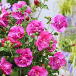 Rose of Sharon Live Plant - Althea Hibiscus in 4-Inch Pot for Colorful Garden Flowers