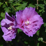 Rose of Sharon Live Plant for Planting - Hibiscus Syriacus Bush in 4-Inch Pot for Outdoor Landscaping