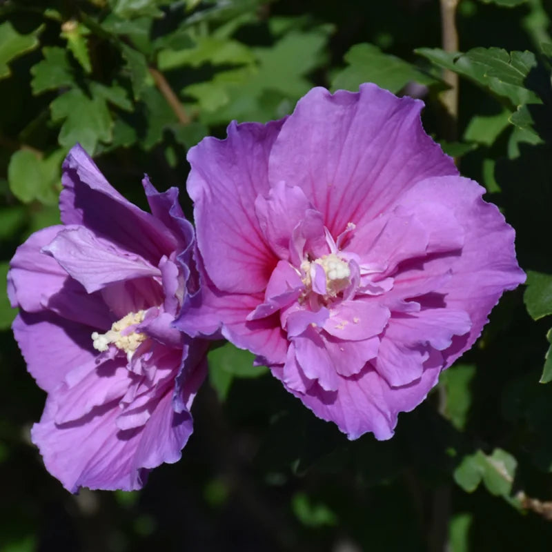 Rose of Sharon Live Plant for Planting - Hibiscus Syriacus Bush in 4-Inch Pot for Outdoor Landscaping