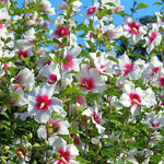 Rose of Sharon Live Plant for Planting - Hibiscus Syriacus Bush in 4-Inch Pot for Outdoor Landscaping