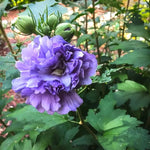 Rose of Sharon Live Plants – Hardy Althea Hibiscus Shrubs Perfect for Gorgeous Outdoor Gardens