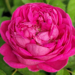 Rose De Rescht Rose Plant Live