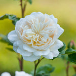 Vine Climbing Rose Plant Live