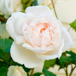 Vine Climbing Rose Plant Live