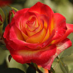 Set 2 Perfect Moment Rose Plants Live, No Pot, 5-9" Tall