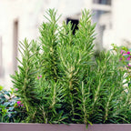 Rosemary Herb Plant 6-8 Inch Tall - Culinary &amp; Garden Aromatic Herb