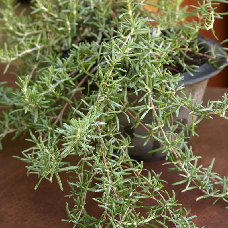 Rosemary Herb Plant 6-8 Inch Tall - Culinary &amp; Garden Aromatic Herb