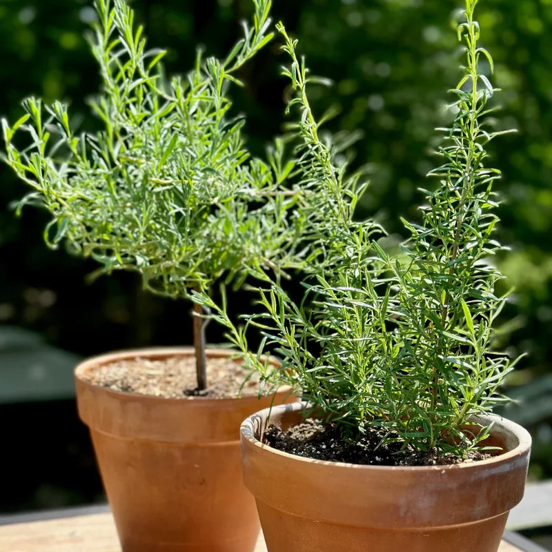 Rosemary Herb Plant 6-8 Inch Tall - Culinary &amp; Garden Aromatic Herb