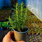 Rosemary Herb Plant 6-8 Inch Tall - Culinary &amp; Garden Aromatic Herb