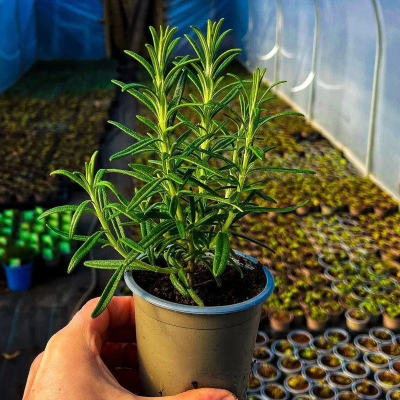 Rosemary Herb Plant 6-8 Inch Tall - Culinary &amp; Garden Aromatic Herb