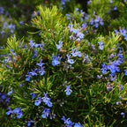 Rosemary Live Plant 8'' Tall - Culinary Herb, Ready to Plant