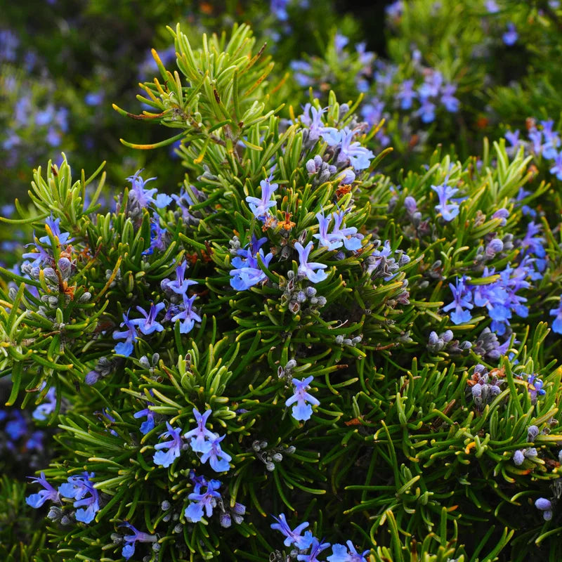 Rosemary Live Plant 8'' Tall - Culinary Herb, Ready to Plant
