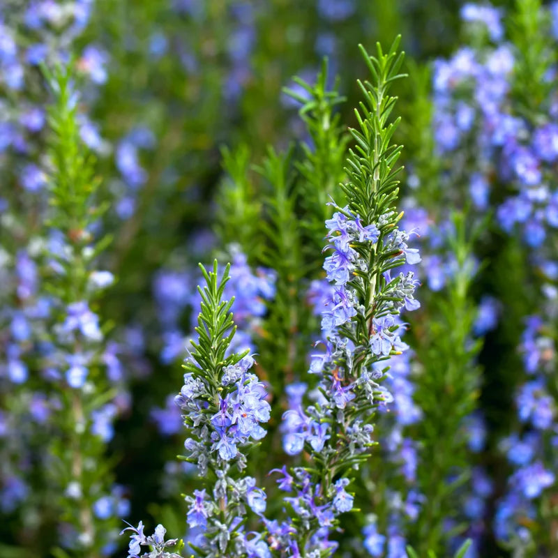 Rosemary Live Plant 8'' Tall - Culinary Herb, Ready to Plant